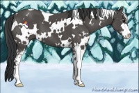 Horse Color:White Spotted Black Sabino