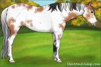Horse Color:White Spotted Bay Sabino Frame