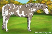 Horse Color:White Spotted Silver Grullo Sabino 