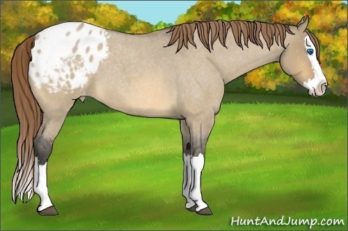 Horse Color:Buckskin Roan Dun Splash Appaloosa 