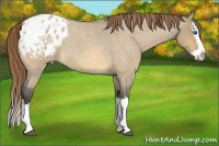 Horse Color:Buckskin Roan Dun Splash Varnish 