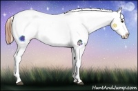 Horse Color:Red Dun Roan Appaloosa