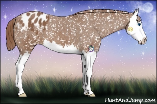 Horse Color:Red Roan Splash Appaloosa 