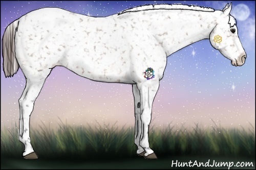 Horse Color:Bay Appaloosa 