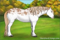 Horse Color:Chestnut Ice Splash 