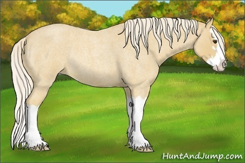 Horse Color:Palomino Roan Sabino Splash Rabicano 