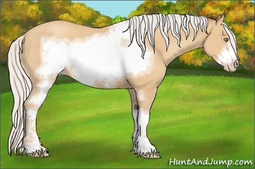 Horse Color:Silver Amber Champagne Sabino Tobiano Frame 