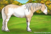 Horse Color:Silver Amber Champagne Sabino Tobiano Frame 