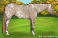 Horse Color:Red Dun Ice Rabicano 
