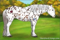 Horse Color:Bay Appaloosa Rabicano