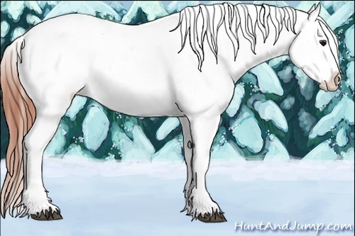 Horse Color:Bay Dun Appaloosa 