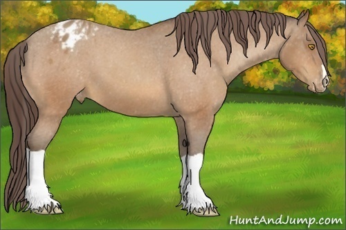 Horse Color:Amber Champagne Appaloosa 