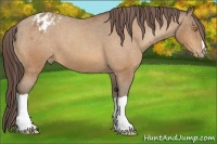Horse Color:Amber Champagne Appaloosa 