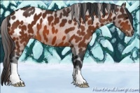 Horse Color:Bay Appaloosa 