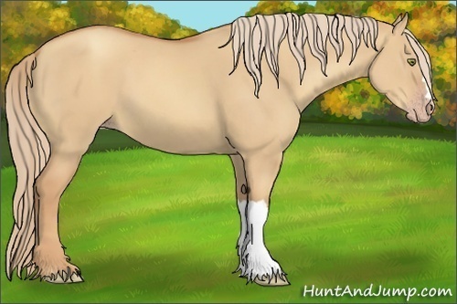 Horse Color:Gold Champagne Dun