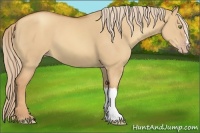 Horse Color:Gold Champagne Dun