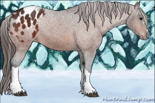 Horse Color:Bay Appaloosa 