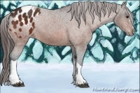 Horse Color:Bay Appaloosa 