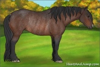 Horse Color:Bay Rabicano