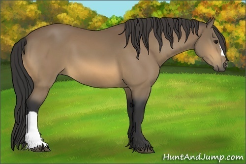 Horse Color:Buckskin 