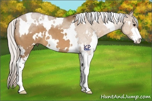 Horse Color:White Spotted Silver Bay Dun Sabino 