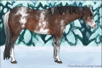 Horse Color:White Spotted Bay 