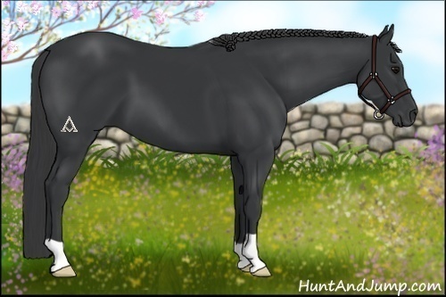 Horse Color:Black 