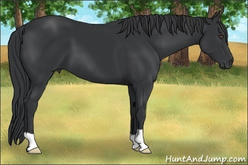 Horse Color:Black 