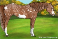 Horse Color:White Spotted Chestnut Ice Splash Frame