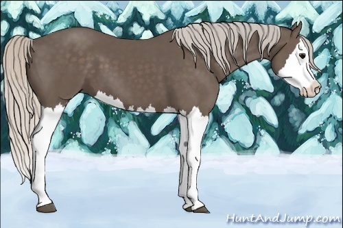 Horse Color:Silver Black Splash