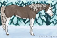 Horse Color:Silver Black Splash