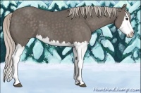 Horse Color:Silver Black Splash