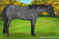 Horse Color:Blue Roan 