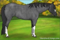 Horse Color:Blue Roan 