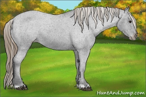 Horse Color:Smoky Blue Roan Appaloosa 