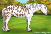 Horse Color:Chestnut Appaloosa 