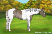 Horse Color:Silver Black Tobiano Rabicano