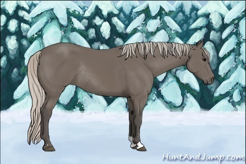 Horse Color:Silver Black Sabino Rabicano 