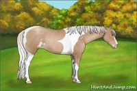 Horse Color:Silver Black Pearl Sabino Tobiano Rabicano