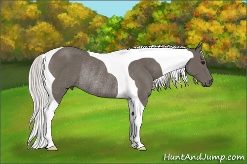 Horse Color:Silver Black Tobiano Rabicano