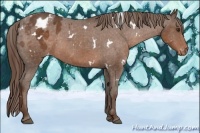 Horse Color:White Spotted Liver Chestnut Varnish