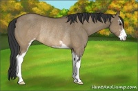 Horse Color:Buckskin Dun Sabino Rabicano