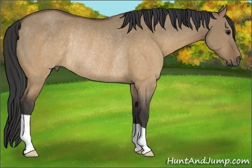 Horse Color:Buckskin Dun Rabicano 