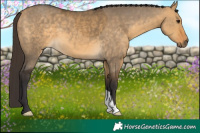 Horse Color:Buckskin Dun 