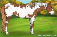 Horse Color:White Spotted Chestnut Frame 
