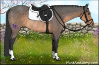 Horse Color:Buckskin Rabicano