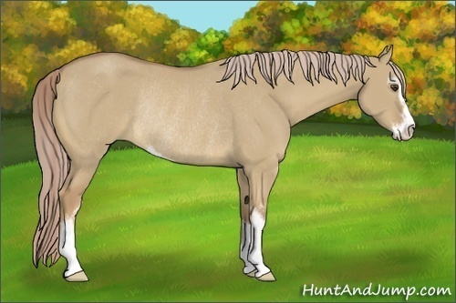 Horse Color:Palomino Dun Sabino Rabicano 