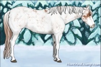 Horse Color:Chestnut Sabino Rabicano