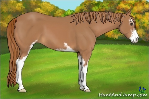 Horse Color:Chestnut Sabino