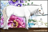Horse Color:Red Dun Pearl Sabino Splash 